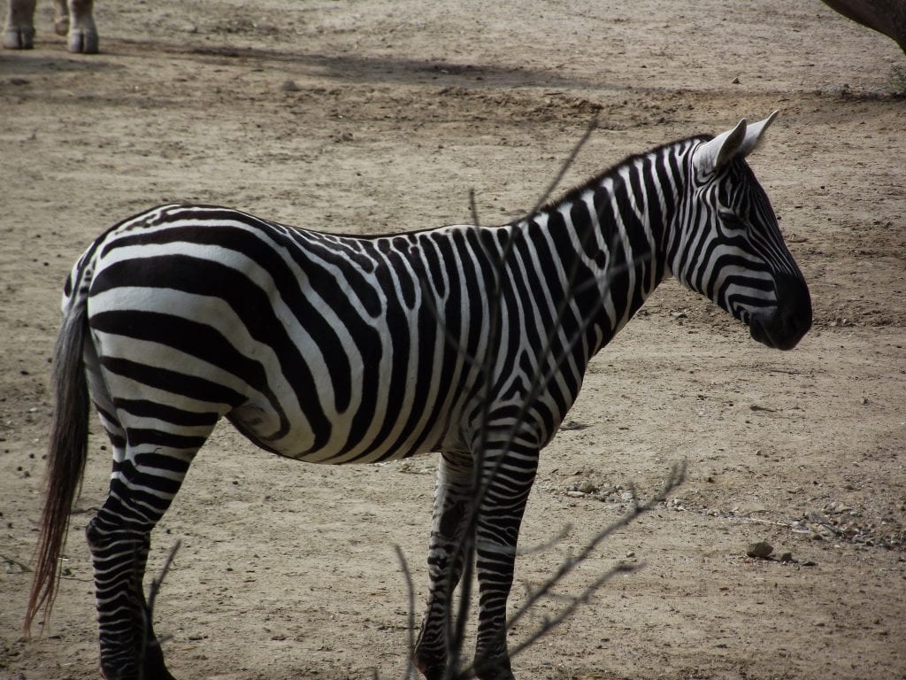 Zvířata v Safari park Dvůr Králové vždy lákají návštěvníky