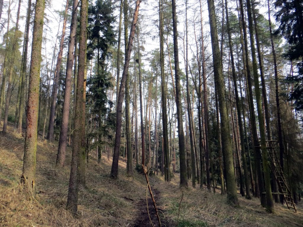 V rámci Ukliďme Česko jsme rádi pomohli uklidit místní lesy.