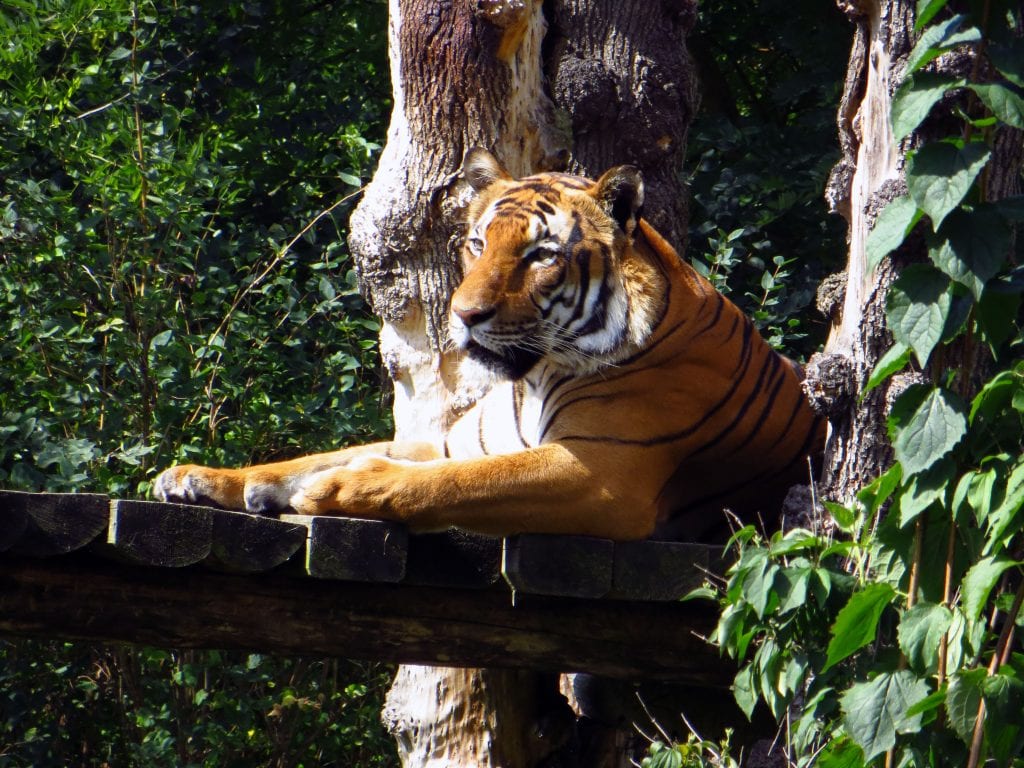 Tygr má, jako každá šelma, rád vyhřívání na sluníčku.