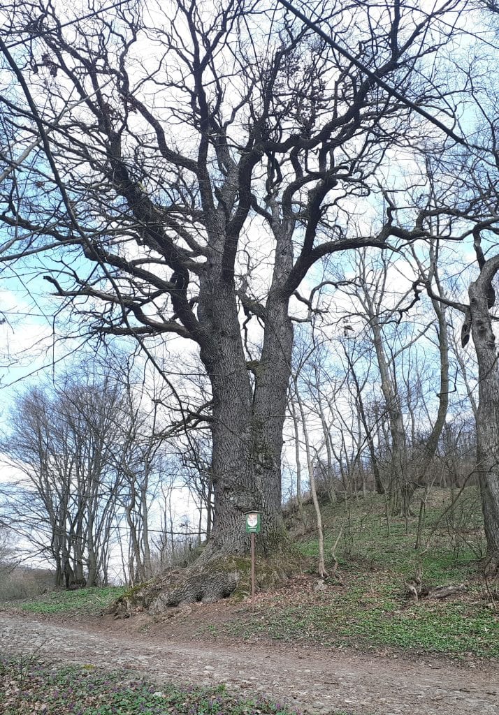 Dub u Omic - památný strom