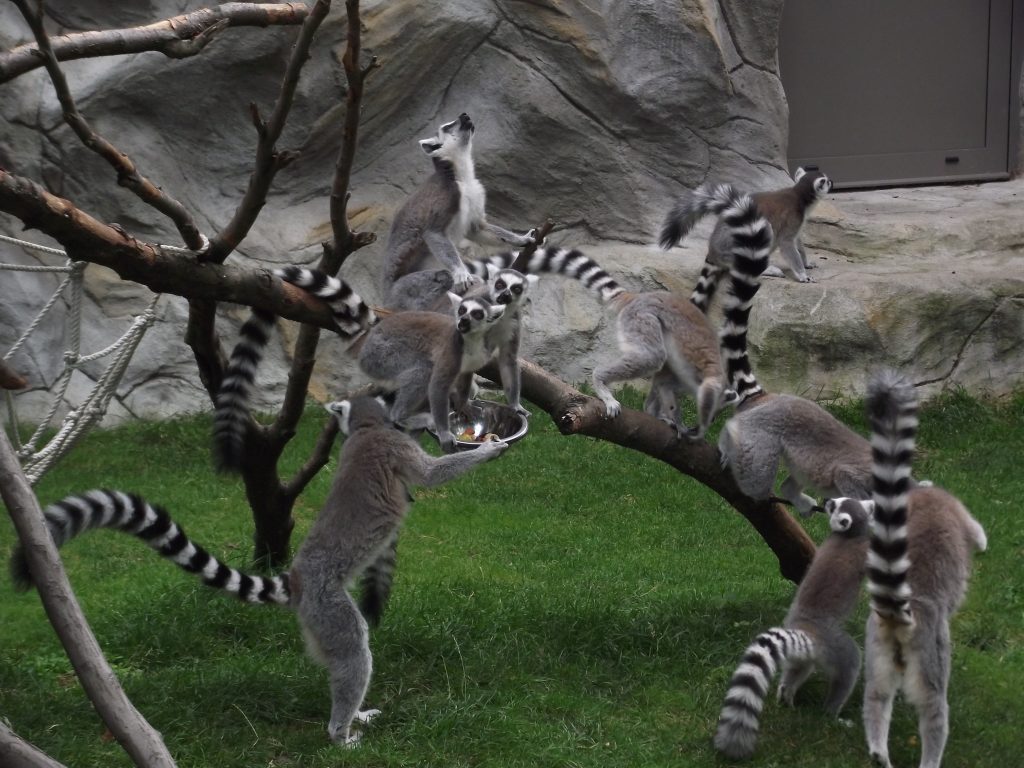 Pozorovat lemury je velmi zajímavé.