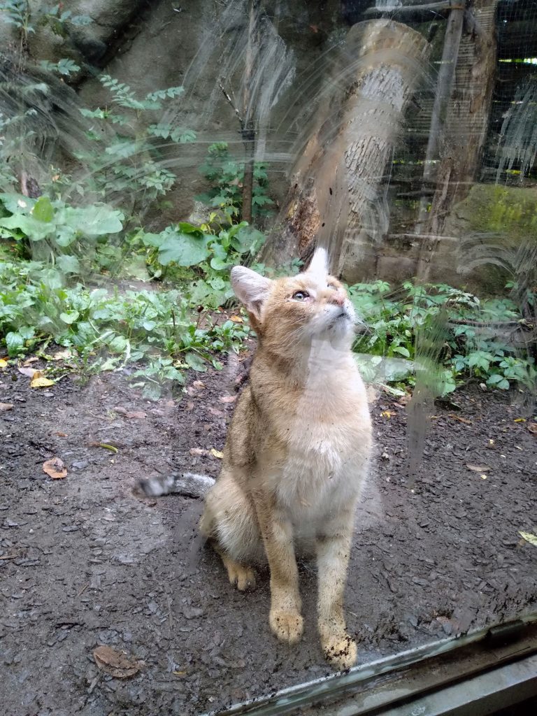 Zoo Jihlava je ráj kočkovitých šelem.
