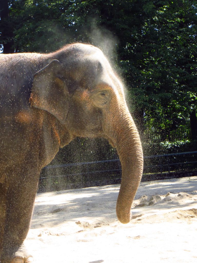 Sloni se často baví vířeních písku.