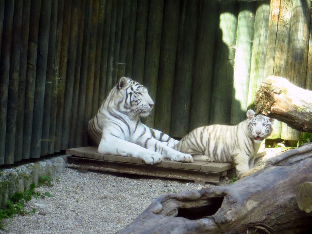 Zoo Liberec nechává dožít poslední jedince bílých tygrů.