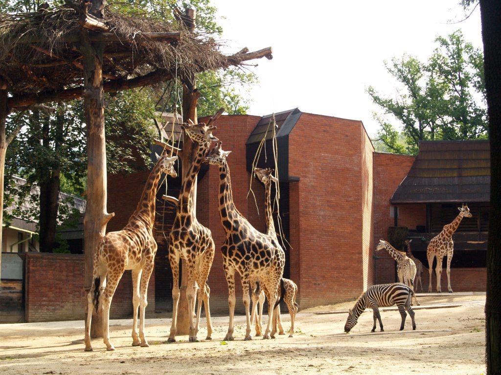 Nádherné žirafy žijí se zebrami v harmonii.