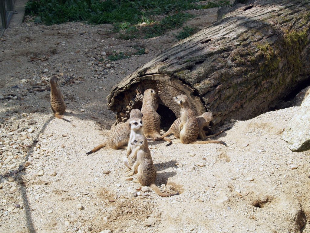 Zoo Liberec chová rodinku surikat.