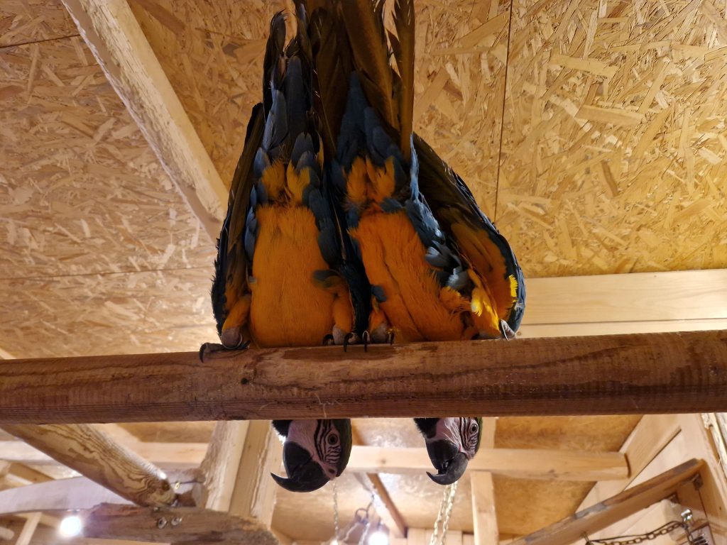 Při rande s papouškem se dostanete i tam, kam běžný návštěvník nemůže.