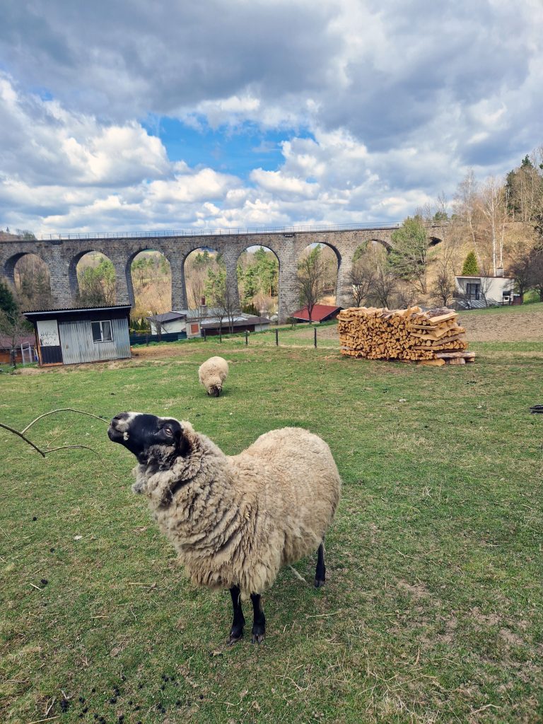 U viaduktu vás pozdraví i ovečky.