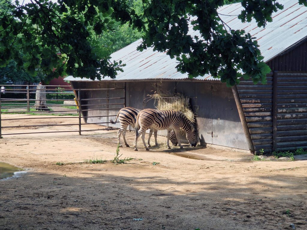 Zebry jsou stálými obyvateli Zoo Hodonín.