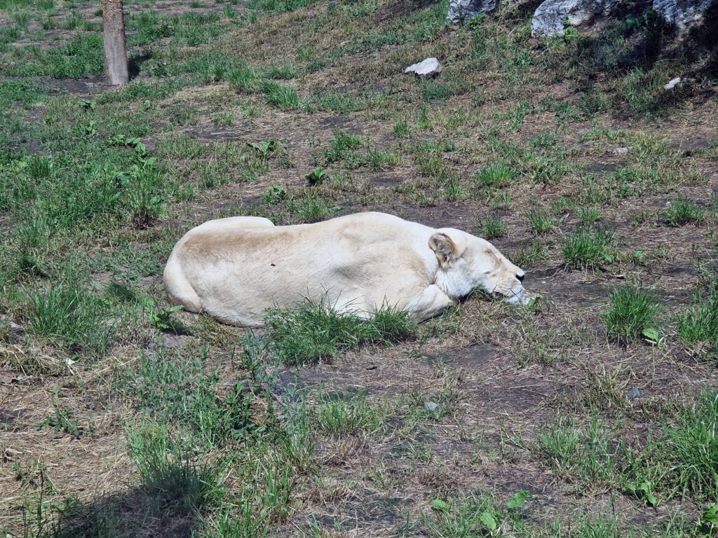 Vzácné bílé lvy uvidíte v Česku pouze zde v Zoo Hodonín.