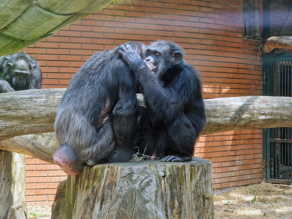 Zoo Hodonín chová množství primátů.