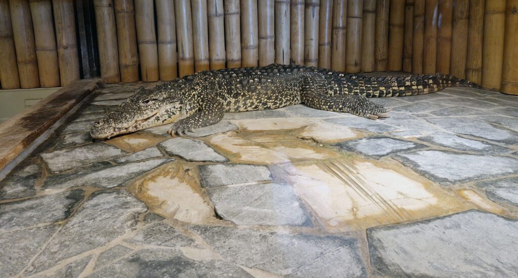 Krokodýlí Zoo Praha chová také množství ohrožených druhů.