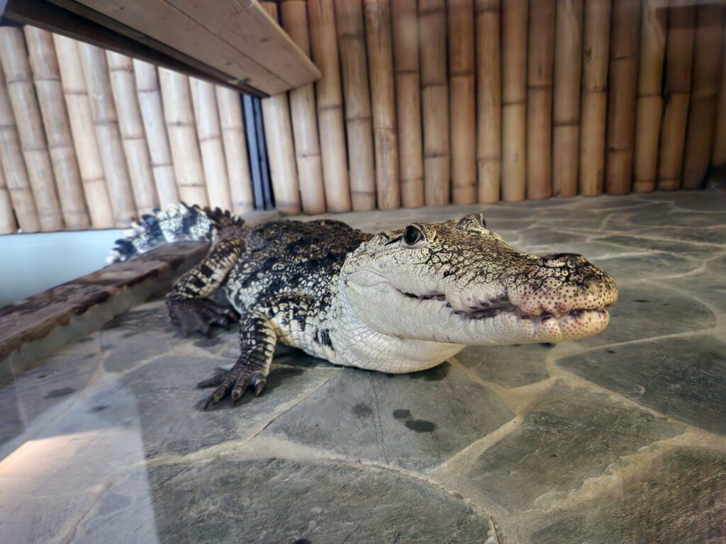 Krokodýly si v Krokodýlí Zoo Praha prohlédnete pěkně zblízka.