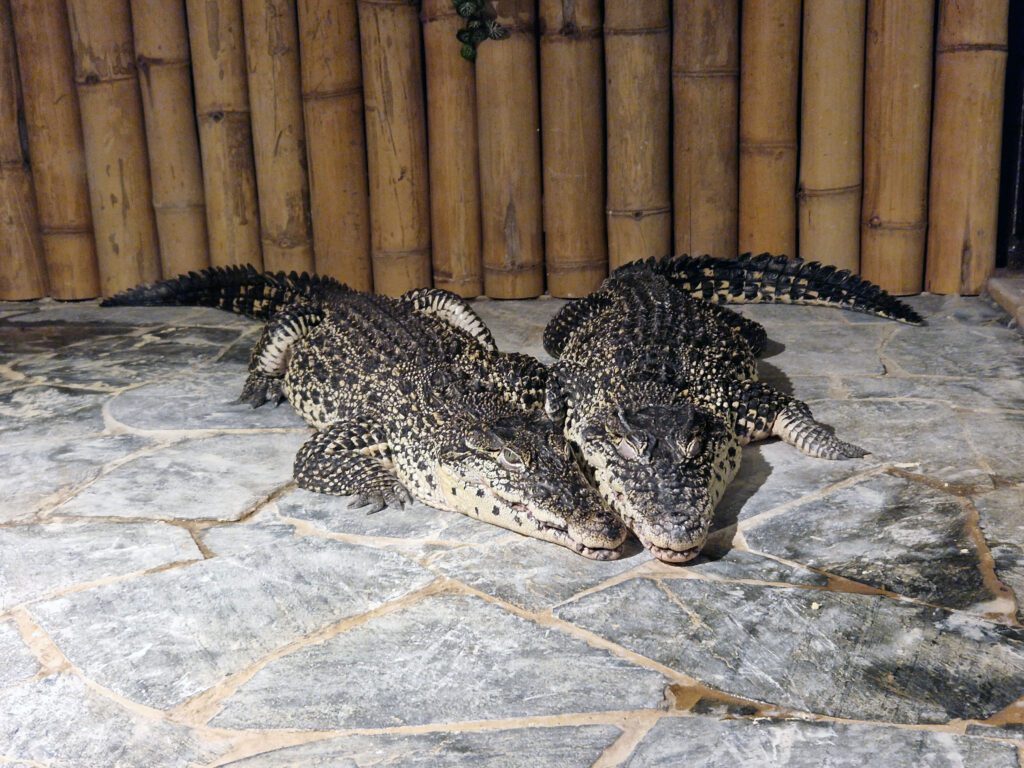 Podpořte svým darem záchranu krokodýlů přímo v Krokodýlí Zoo Praha.