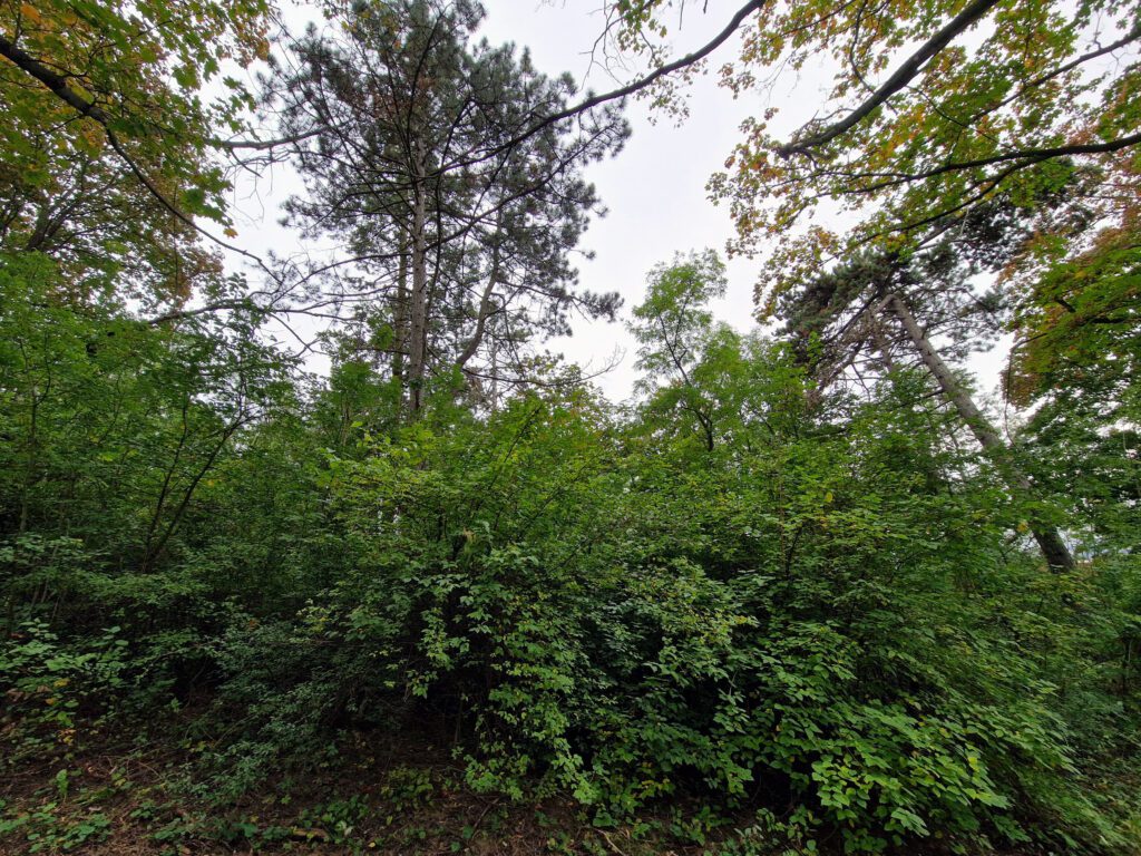 Lesopark Akátky kombinuje listnaté i jehličnaté stromy.