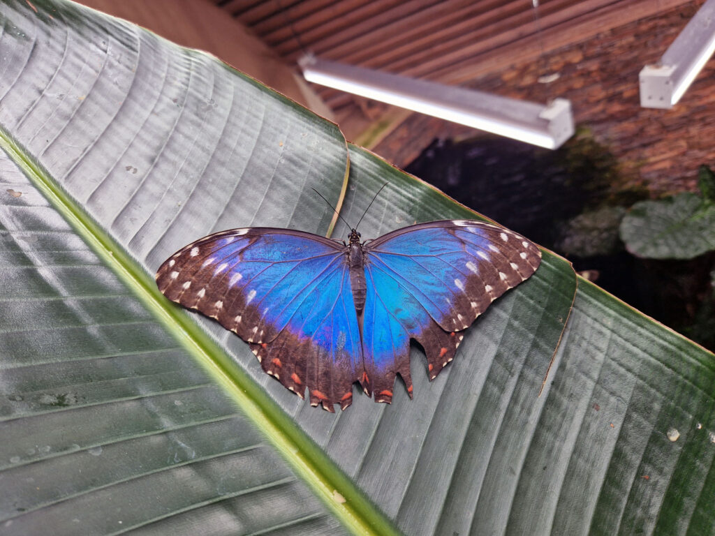 Papilonia - Motýlí dům je plný barevných fotogenických motýlů.