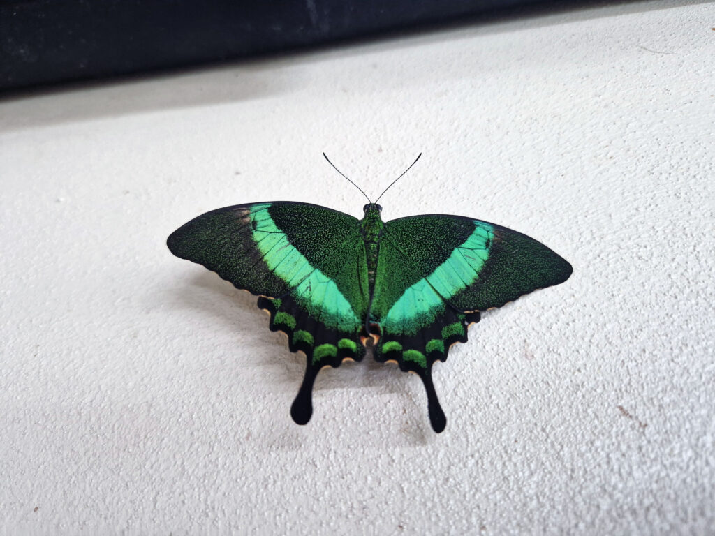 Papilonia - Motýlí dům průběžně obměňuje chované druhy.