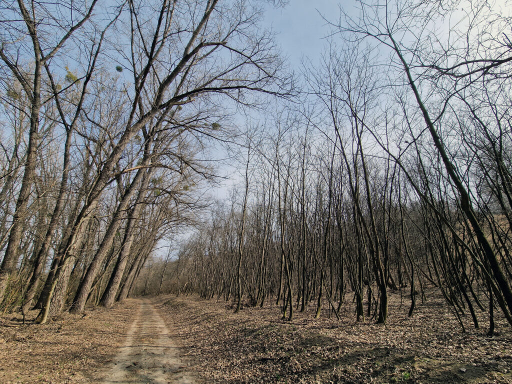 Mandloňové sady Hustopeče mají v blízkosti dvě přírodní památky.