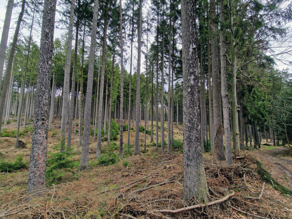 Ukliďme Česko uklízí nejen lesy po celé zemi.