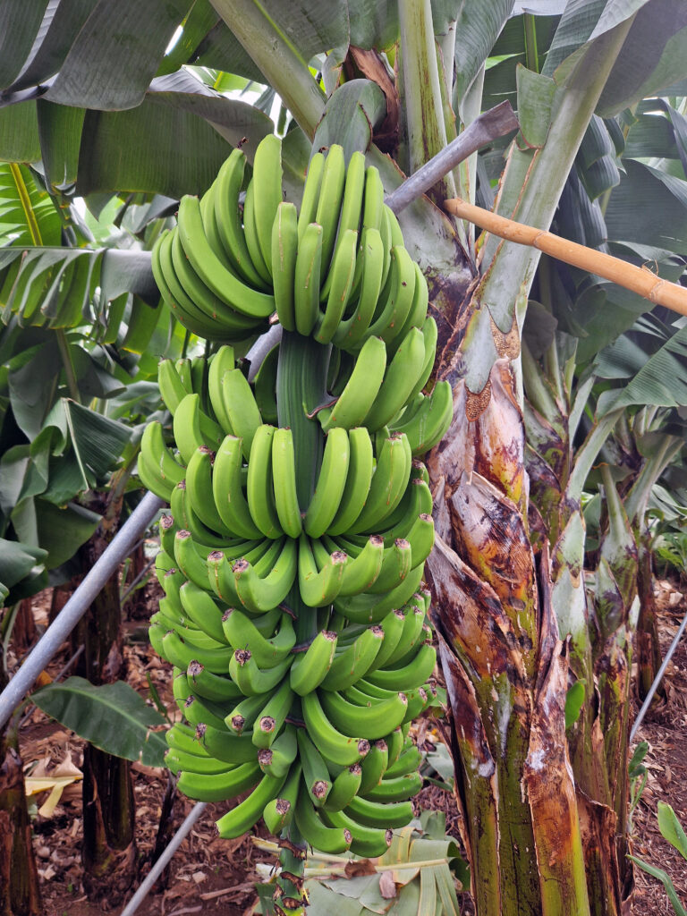 Madeira je významným producentem banánů.