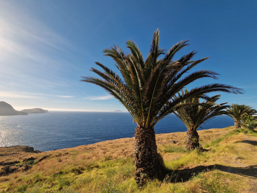 Typická Madeirská palma.