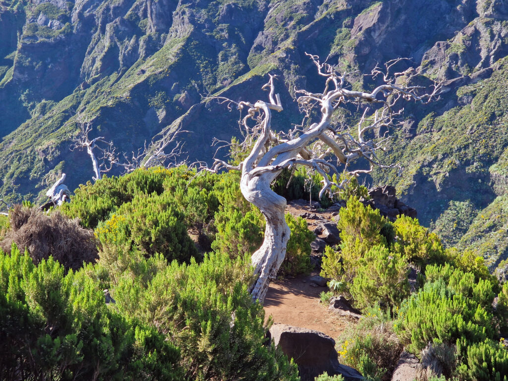 Příroda u Pico Ruivo je obdivuhodná.