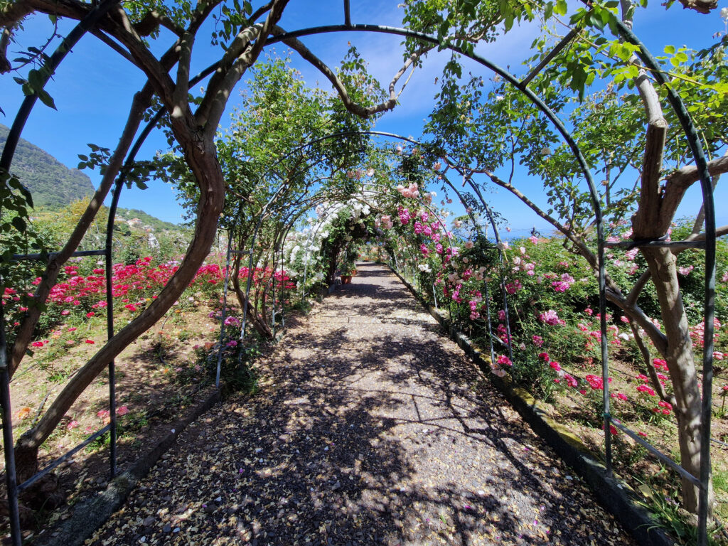 Roseiral - zahrada růží, hned vedle muzea vína.