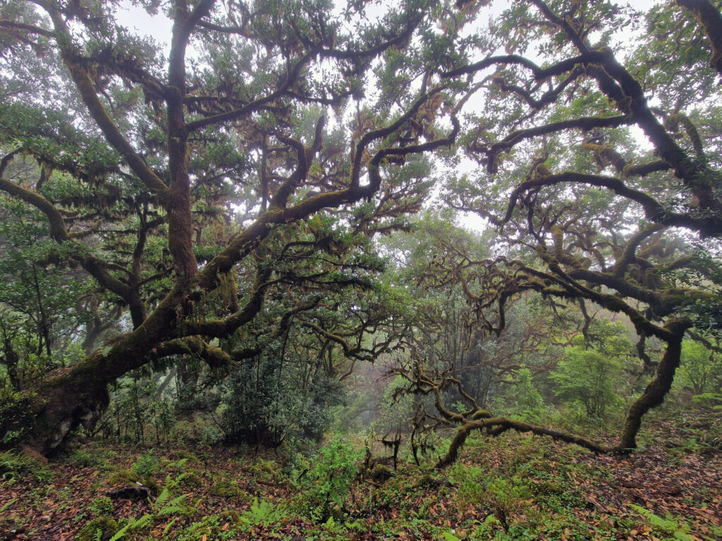 Fanal je prales se stromy starými až 600 let.