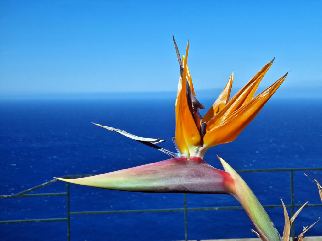 Střípky západního pobřeží, ale i celé Madeiry, tvoří tato národní květina.