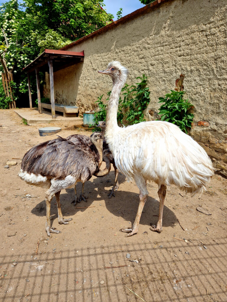 ZOO Park vyškov chová i zahraniční hospodářská zvířata.