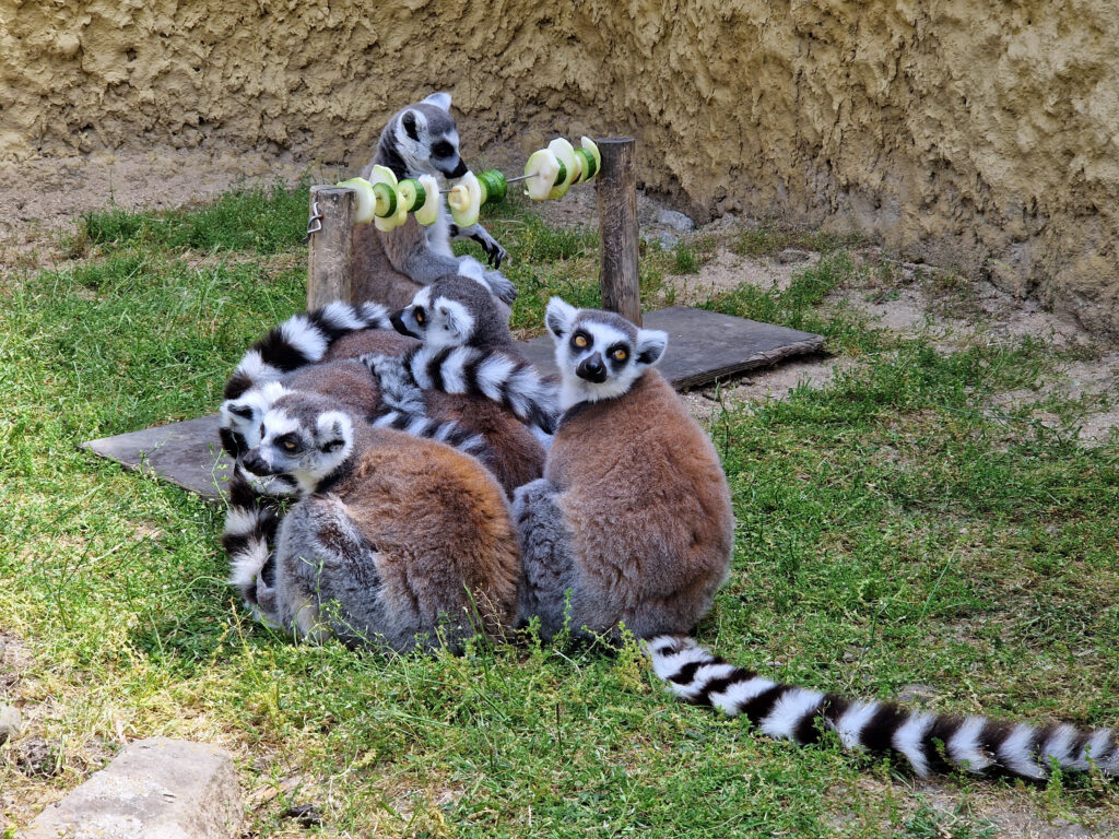 Rodinka lemurů v jednom chlupatém klubíčku.