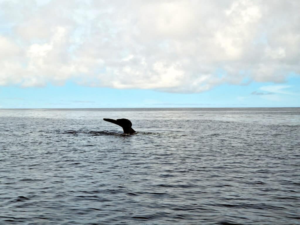 Když velryba "hodí ploutev", znamená to potopení do hloubky.