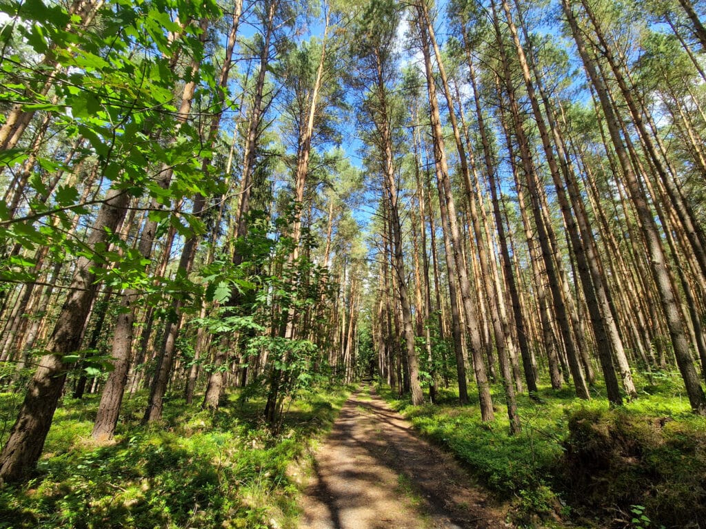 Na cestě Pivní stezkou Lužických hor jsou i rovinaté lesnaté úseky.
