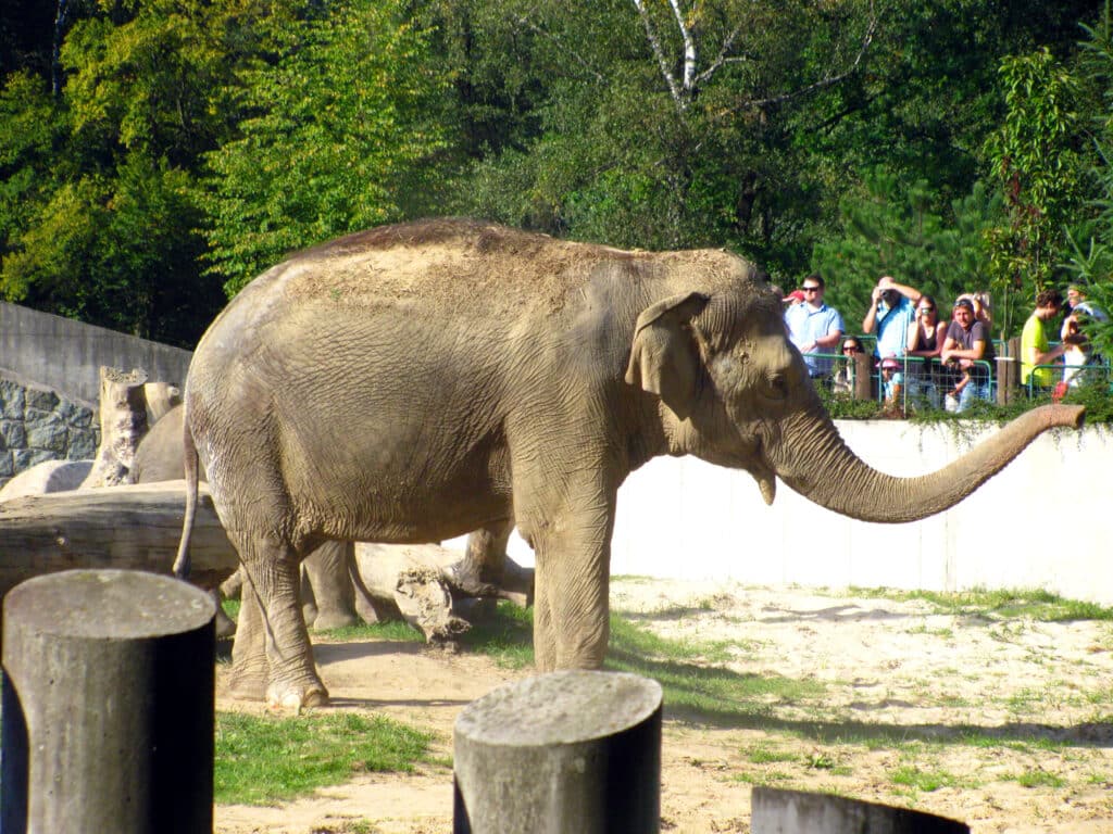 Na slony by se člověk v Zoo Ostrava dokázal vynadívat hodně dlouho.