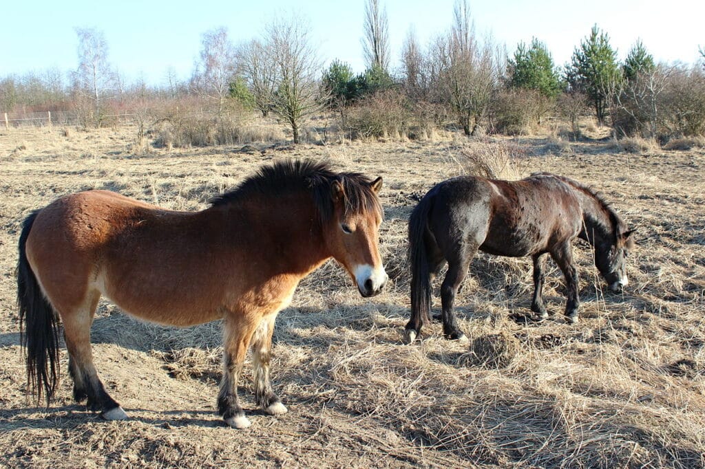 Exmoorský ponny v Milovicích.