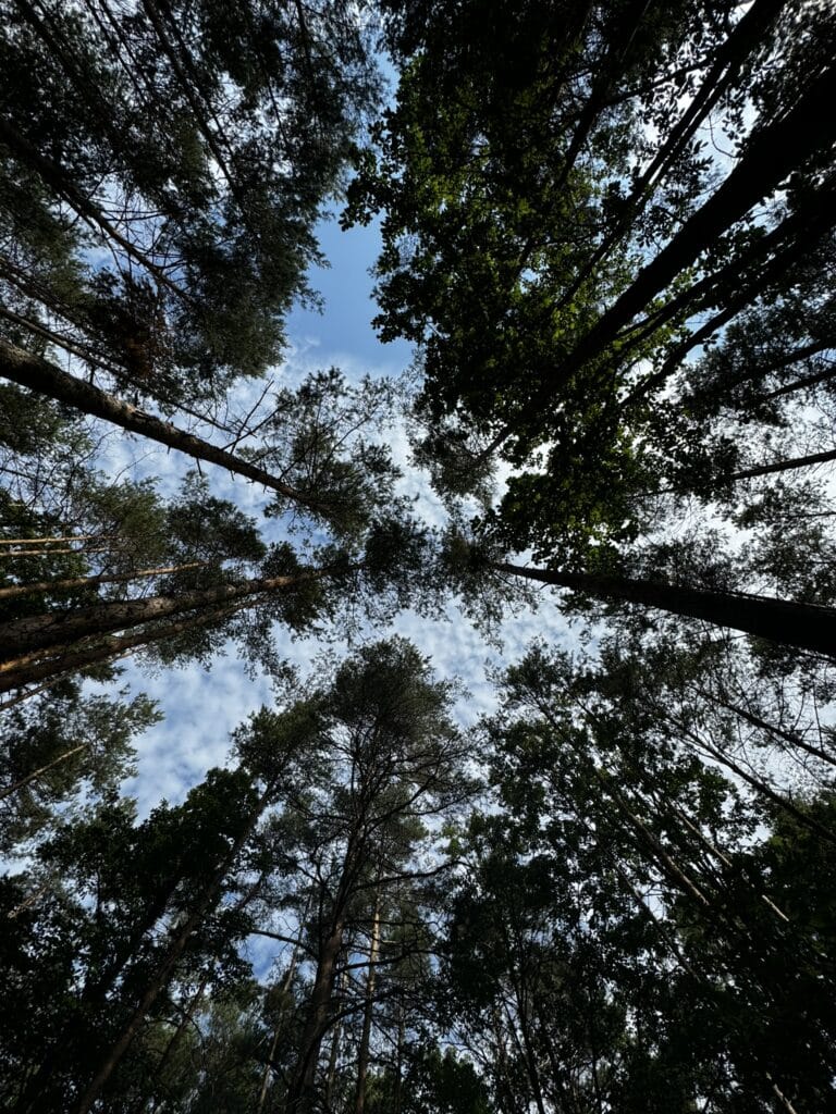 Když se podíváme vzhůru, vidíme nejen koruny stromů, ale i nové možnosti. 