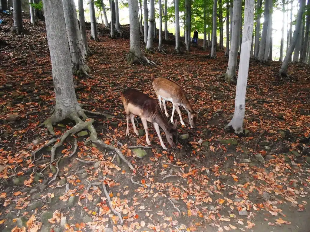 Některá zvířata zde žijí volně.