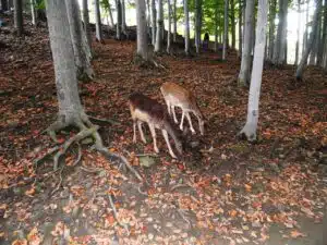 Lesní park Niespodzianek, to je příroda v celé své kráse